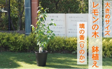 鉢植え レモンの木 大きめサイズ 璃の香 PVP 鉢植え