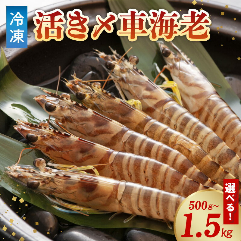 【ふるさと納税】車海老 選べる 内容量 500g 900g 1.5kg 活き締め 凍結 冷凍 真空パック 新鮮 鮮度抜群 海産物 魚介類 塩焼き 天ぷら 味噌漬け エビフライ ごはんのおとも おかず グルメ 食品 生食不可 お取り寄せ 熊本県 天草市 送料無料