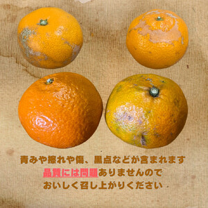 【訳あり】和歌山みかん約11kg+補償分約1kg サイズ混合 11月より順次発送 訳ありみかん 【red2】