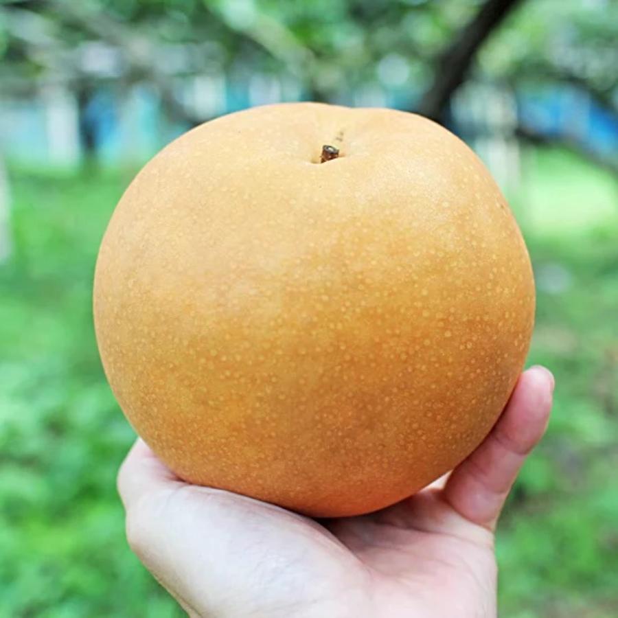 ＜旭ファーム＞新高梨 3kg 贈答用