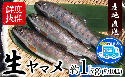 生ヤマメ 1kg 約10匹 山江村ヤマメ生産組合《30日以内に出荷予定(土日祝除く)》ヤマメ 山女魚 山女 2kg 約20匹 魚介類 魚 生鮮品 送料無料 冷蔵便