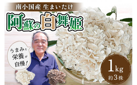 【熊本県阿蘇・南小国産】うまみ＆栄養が自慢♪の生まいたけ「阿蘇の白舞姫」１ｋｇ（約３株） 南小国産 阿蘇の白舞姫 白まいたけ 1kg 約3株 栄養満点 きのこ キノコ 白舞茸 まいたけ マイタケ 舞茸 野菜 ギフト 贈答用 熊本 阿蘇 南小国町 送料無料
