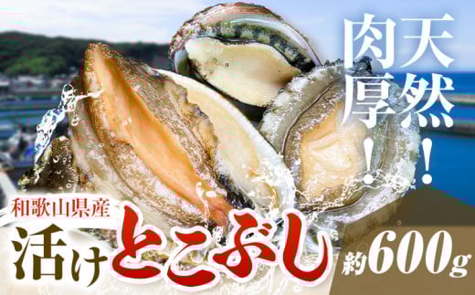 とこぶし 活け 約600g 比井崎漁業協同組合《6月上旬-9月上旬頃出荷》和歌山県 日高町 とこぶし 生もの 海鮮 貝 和歌山県産 冷蔵 流れ子 ながれこ ナガレコ アワビ 鮑 魚介