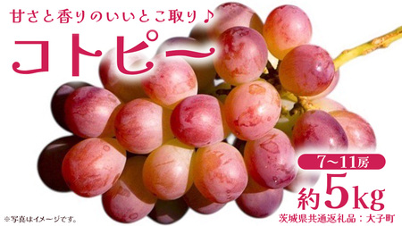 コトピー 5kg 【2026年8月下旬発送開始 】 (茨城県共通返礼品：大子町)