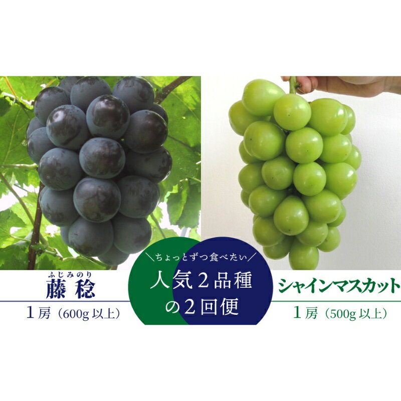 【ふるさと納税】【発送月固定定期便】【きよとうファーム】藤稔とシャインマスカットの1房お試し2回便(岡山県産)全2回【配送不可地域：離島】【4066233】【KF-T043-01】
