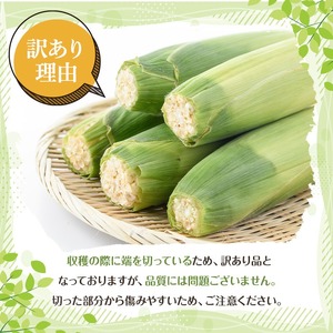 訳あり！白いとうもろこし「あられやこんコーン」(6本) 国産 トウモロコシ 玉蜀黍 ホワイト コーン 野菜 糖度 夏 イネ科 数量限定 期間限定 訳アリ 旬 【うとさんち】akn067-14