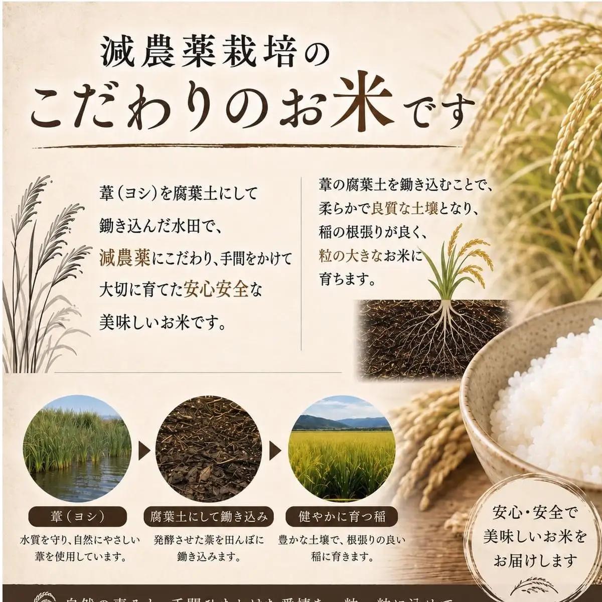 ＜先行予約＞ 米 お米 ササニシキ 令和8年産 精米 60kg（10kg×6回発送）＜定期便＞ 新米 ヨシ腐葉土米