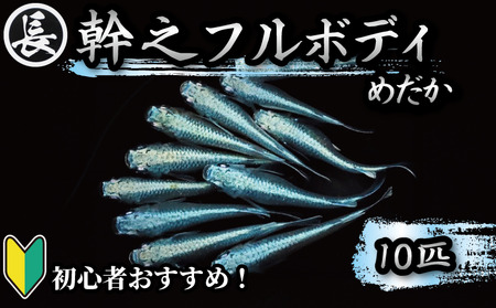 129-4 【めだか 幹之フルボディ】 魚介 魚類 魚  10匹 めだか 飼育 初心者 おすすめ 水槽 インテリア 生物 鑑賞 美 静岡県 牧之原市 丸長