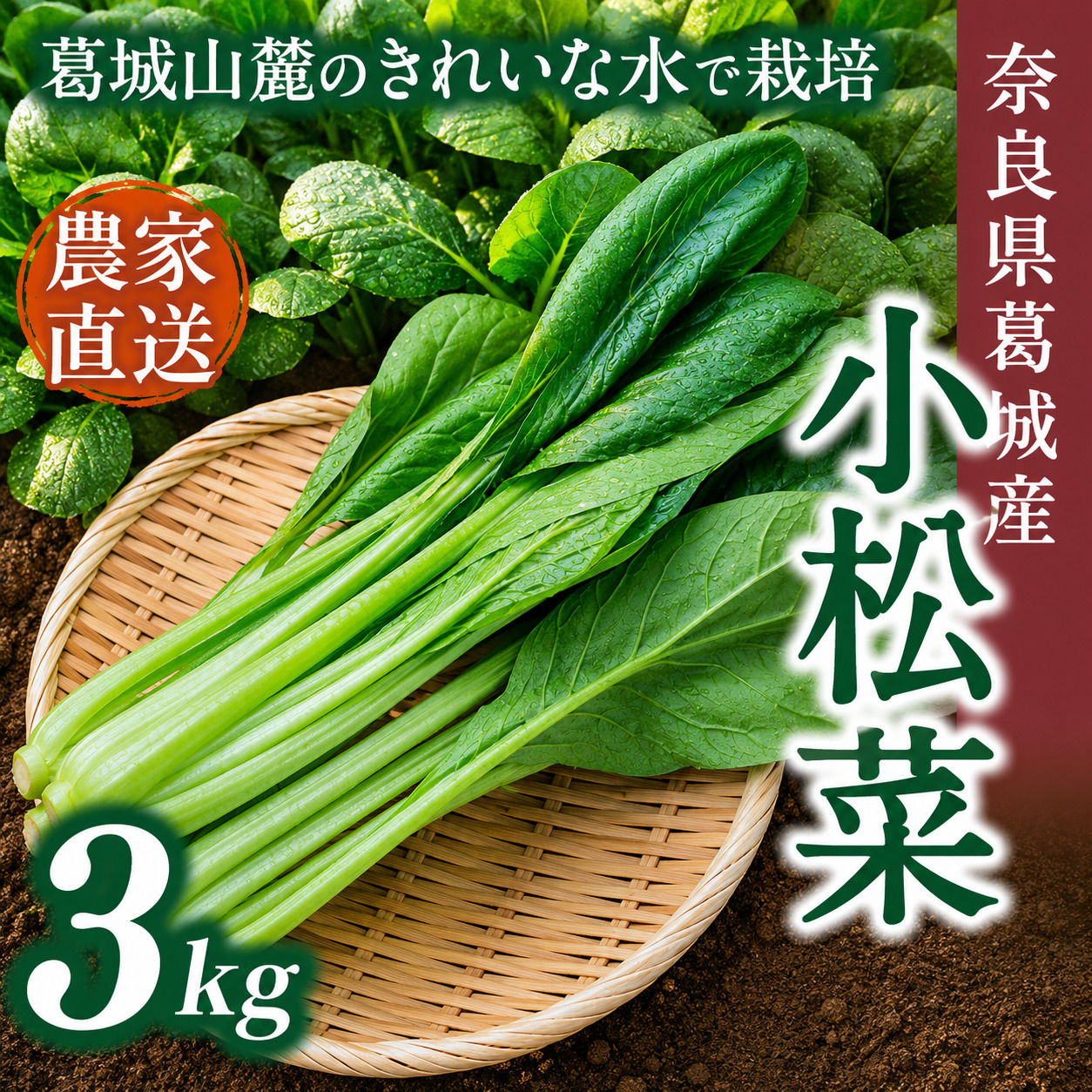 奈良県産 小松菜 約3kg  【順次発送】／ スマイル葛城農業 野菜  小松菜 農家直送 産直 新鮮 旬 サラダ 名産 健康 美容 栄養 奈良県 葛城市【smlk061】
