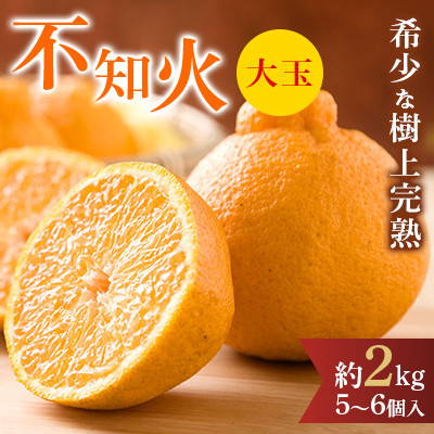 先行受付!　数量限定　不知火　樹上完熟　約2kg　大玉6個入　こだわり農家厳選!【1484360】