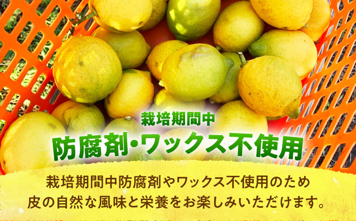 【先行予約】【数量限定】浦賀産 黄色レモン 5kg【ファーマシーガーデン浦賀】 [AKBG002]