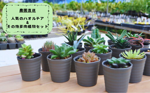 【ふるさと納税】人気のハオルチア＆その他の多肉植物詰め合わせ（A944-2）