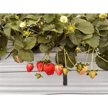 【2026年12月以降順次発送】長野県産 いちご 紅ほっぺ 8パック【約1.6kg】【配送不可地域：離島】【1705280】