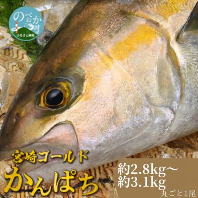 ふるさと納税 延岡市 【冷蔵】みやざきゴールドかんぱちセミドレス(エラ・内臓除去済み)(約2.8kg〜3.1kg)C812
