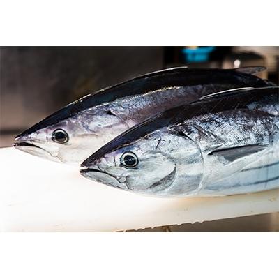 ふるさと納税 南国市 訳あり　わら焼きたたき切れてる包丁要らず2kg |  | 01