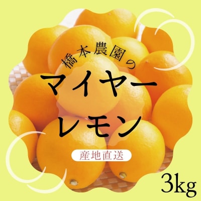 【先行受付】橋本農園のマイヤーレモン3kg【2024年12月初旬～発送】【mht005A】