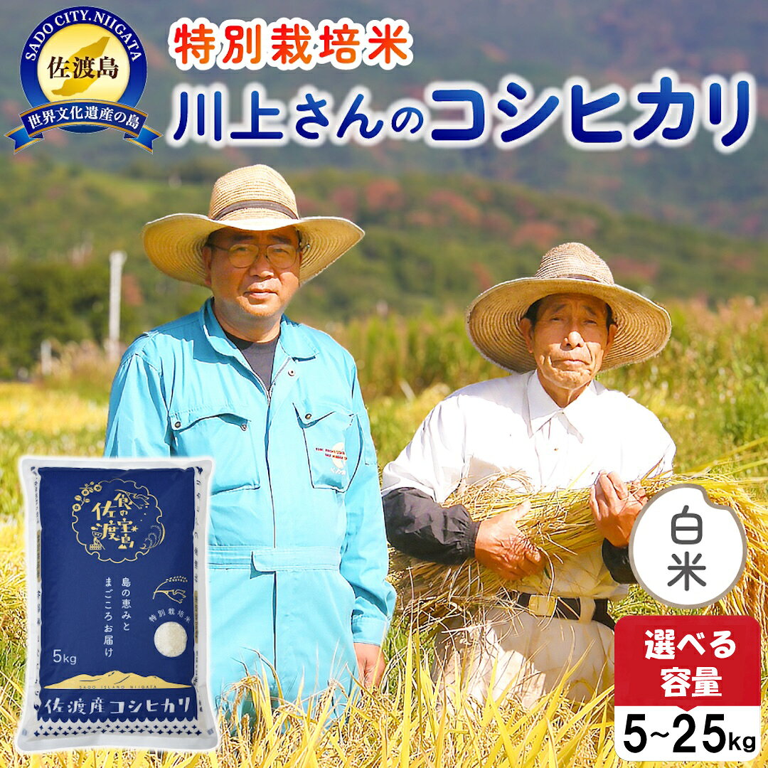 【ふるさと納税】米 コシヒカリ 白米 5kg 10kg 15kg 20kg 25kg 選べる 令和7年産 特別栽培米 佐渡島産 川上さん 平清水 こしひかり 精米したて ごはん おにぎり 新潟県 佐渡市