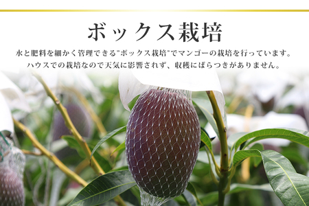 【数量期間・季節限定】 『グッド！モーニング』で紹介 おみたんマンゴー約450g 数量限定 期間限定 先行予約 完熟 マンゴー 国産フルーツ 果物 くだもの 【7月20日～8月末まで順次発送予定】 1