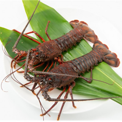 【2026年先行予約】【金曜日発送】漁師直送!千葉県館山産 天然『活』伊勢海老2kg(サイズお任せ)【配送不可地域：離島・北海道・沖縄県・中国・四国・九州】