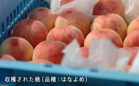 桃 2027年 先行予約 桃 早生種 約900g 3～4玉