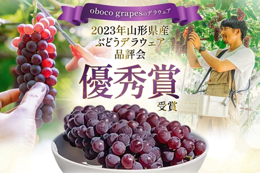 【期間限定発送】 ぶどう デラウェア 5～7房 約 1kg 朝採り [oboco grapes 山形県 高畠町 tk06ayt250000] 個包装 種無し ブドウ 葡萄 くだもの 果物 フルーツ 産