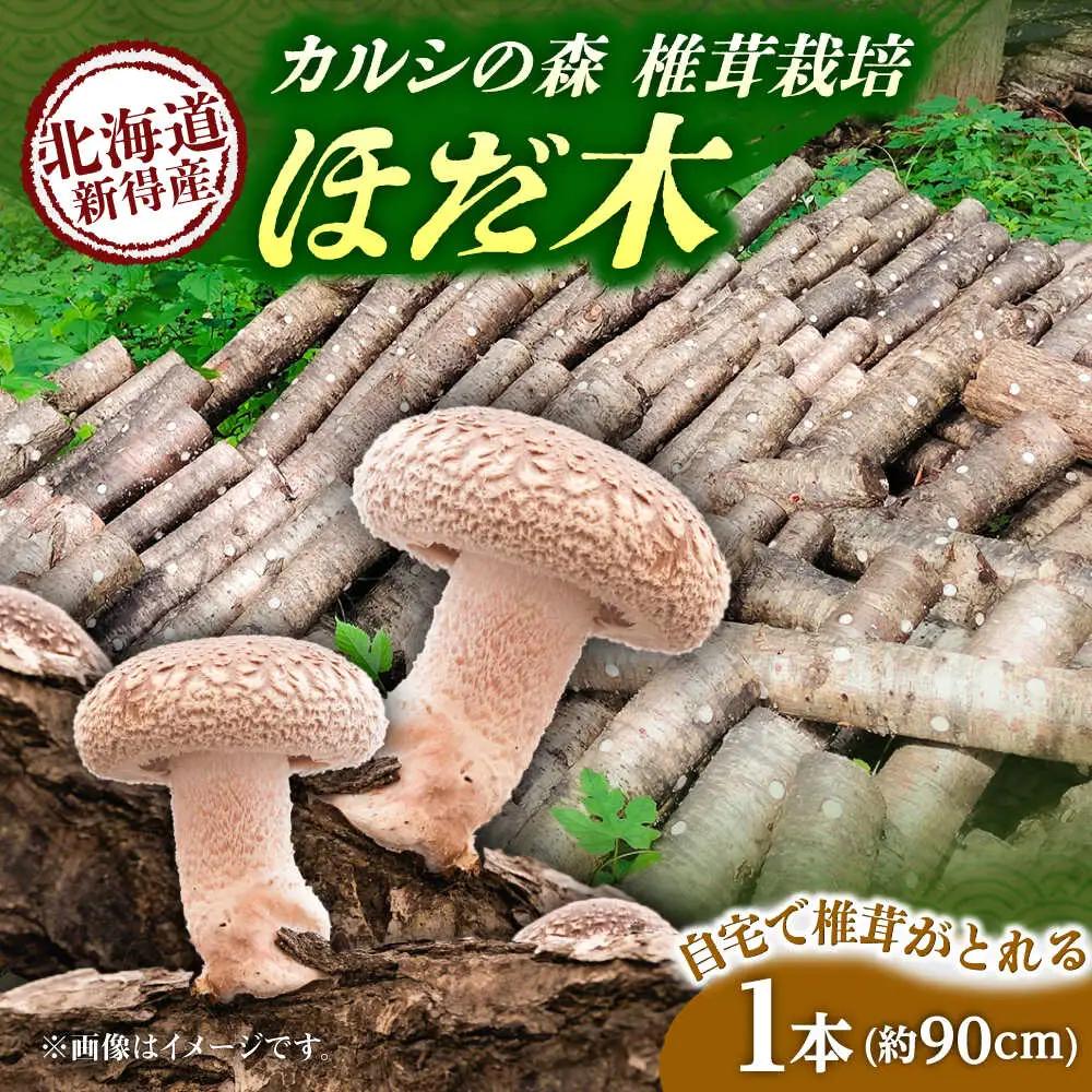 しいたけ 原木 しいたけ栽培 ほだ木1本 [BNAU003]