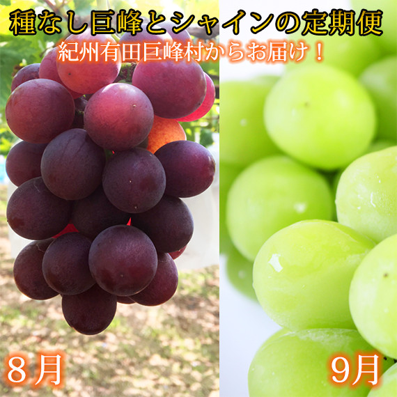 定期便 8・9月発送 紀州有田産旬のぶどうセット（種なし巨峰・シャインマスカット）  	AN064