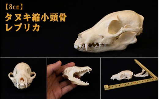 縮小 頭骨 レプリカ タヌキ 8cn / 標本 コレクション プラモデル 動物 たぬき フィギュア インテリア 模型 動物 博物館 頭蓋骨 ミニチュア 3D プリント【anf949-8c-tnk】
