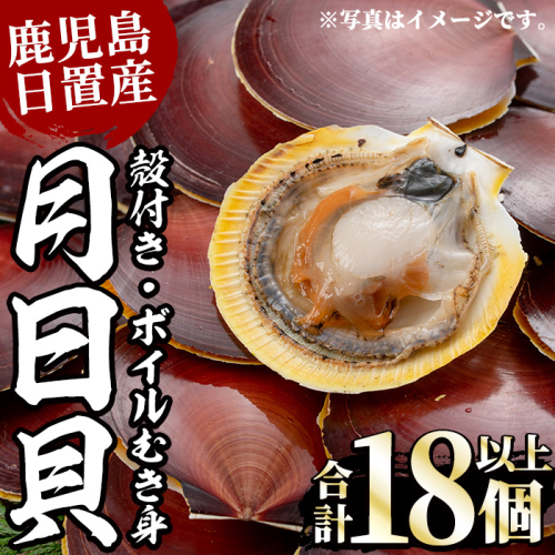 No.446 《期間・数量限定！》江口浜の月日貝セット！殻付き(6枚入×1P)・ボイルむき身(6～7個×2P) 鹿児島 貝 つきひがい ツキヒガイ 魚介 国産 フライ 天ぷら バター焼き【江口漁業協同組合】