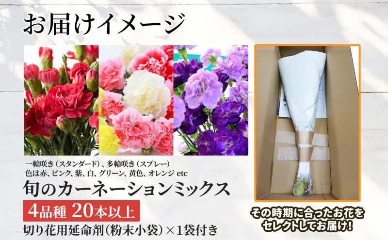 ［2026年6月お届け］旬のカーネーションミックス　4品種20本保証