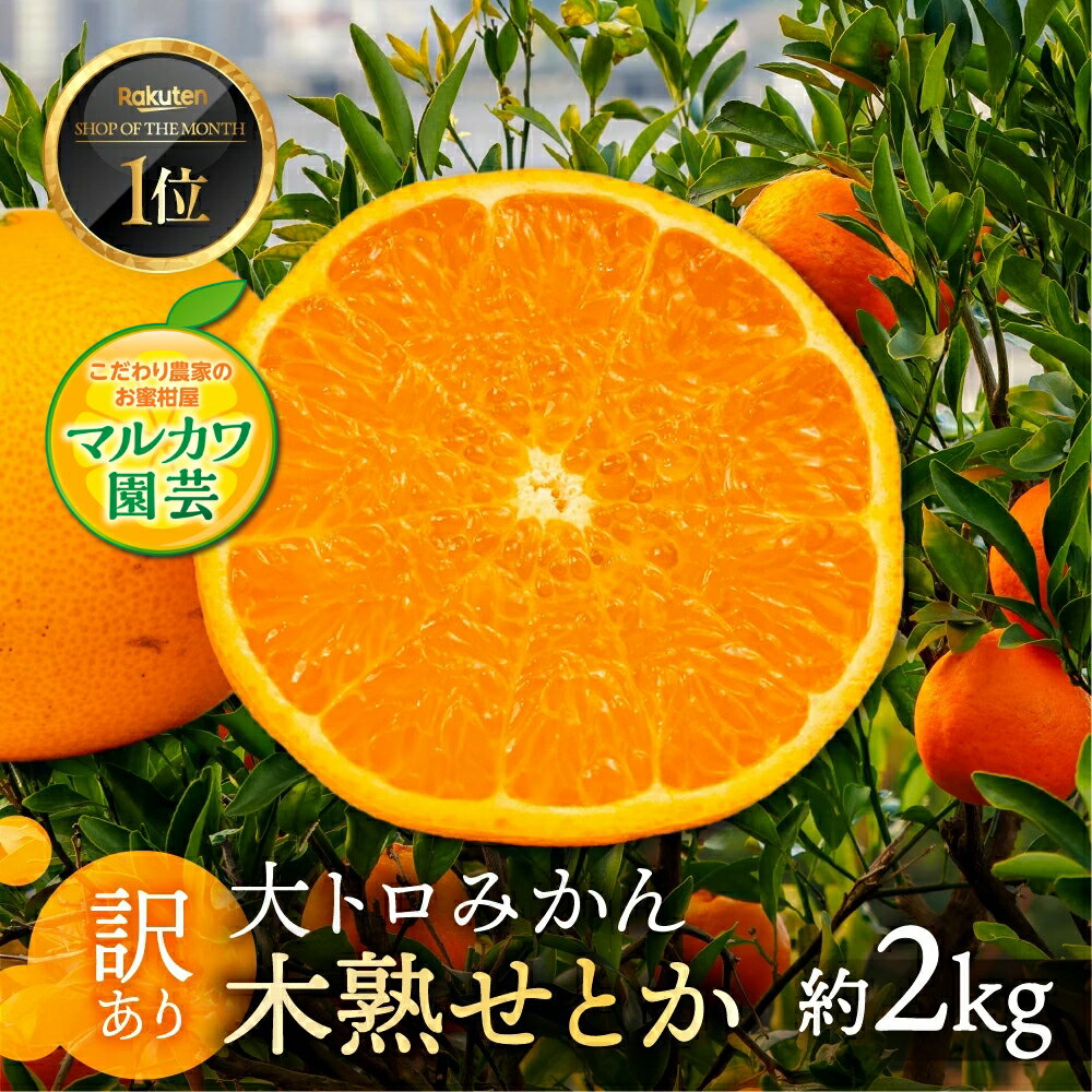 【ふるさと納税】≪すぐにお届け≫大トロみかん『木熟せとか』家庭用 バラ詰め 約2kg ミカン みかん せとか フルーツ 果物 旬 mikan 訳あり ワケアリ 訳アリ 傷 不揃い 愛知県 豊橋市 マルカワ園芸