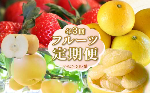 （全３回）佐川町産フルーツ 定期便R5　 いちご 文旦 梨