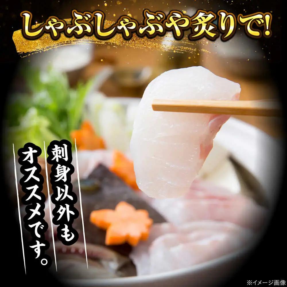 【着日指定可能】【冷蔵でお届け】若狭まはた刺身と姿煮のセット2人前   小浜市 / 若狭ふぐの宿 下亟 【配送不可地域：北海道・沖縄・離島】  [BFAF018] 