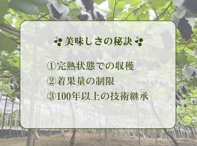 《令和6年度産先行予約》稲清農園の「こだわり」がぎゅっと詰まった完熟デラウェア2kg [令和6年6月中旬より7月下旬頃お届け]