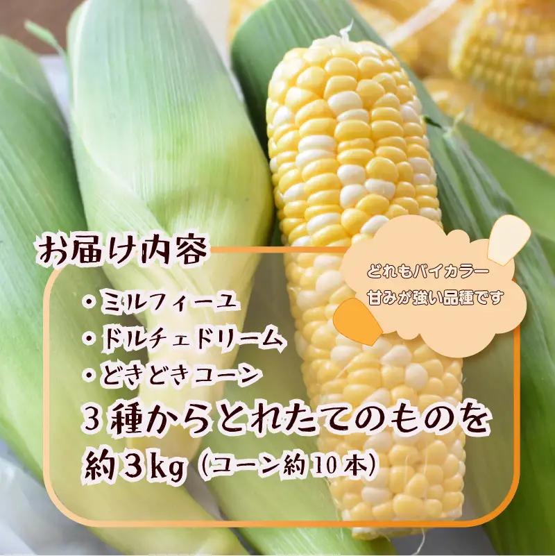 とうもろこし 品種おまかせ 10 本 約 3 ㎏ 静岡県 牧之原市 大石農園