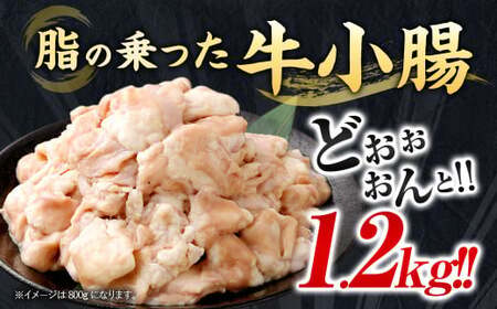 【2025年11月発送】もつ鍋セット 12人前 牛モツ1.2kg もつ鍋 ホルモン モツ 牛モツ 醤油 しょうゆ 鍋 セット 福岡