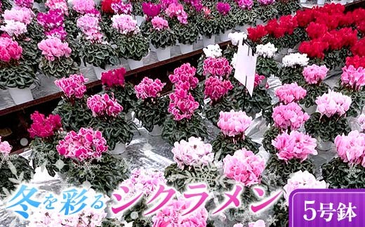 
                  小国園芸 冬を彩る シクラメン 5号鉢 種類・色おまかせ 花 鉢植え F21C-305
                
