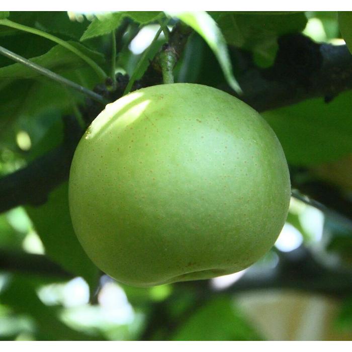 【ふるさと納税】訳あり 二十世紀梨 小玉 3kg【やぶやフルーツガーデン】 | 鳥取 訳あり 梨 なし 二十世紀 期間限定 送料無料 鳥取県 鳥取市