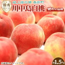 【ふるさと納税】No.138 川中島白桃　特秀1.5kg　桑折町産　JAふくしま未来　もも ／ モモ 果物 フルーツ 送料無料 福島県 特産品