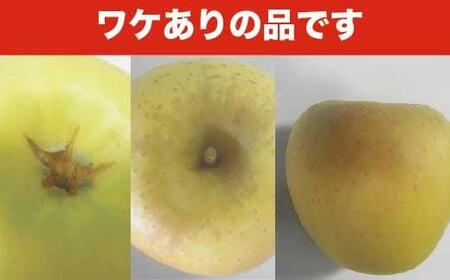 【訳あり】 シナノゴールド 約3kg 6～12玉 ［おぶせファーマーズ］ 不揃い 規格外 家庭用  果物 フルーツ りんご 林檎 リンゴ 長野県産 信州産 令和8年産 【2026年10月中旬～2027
