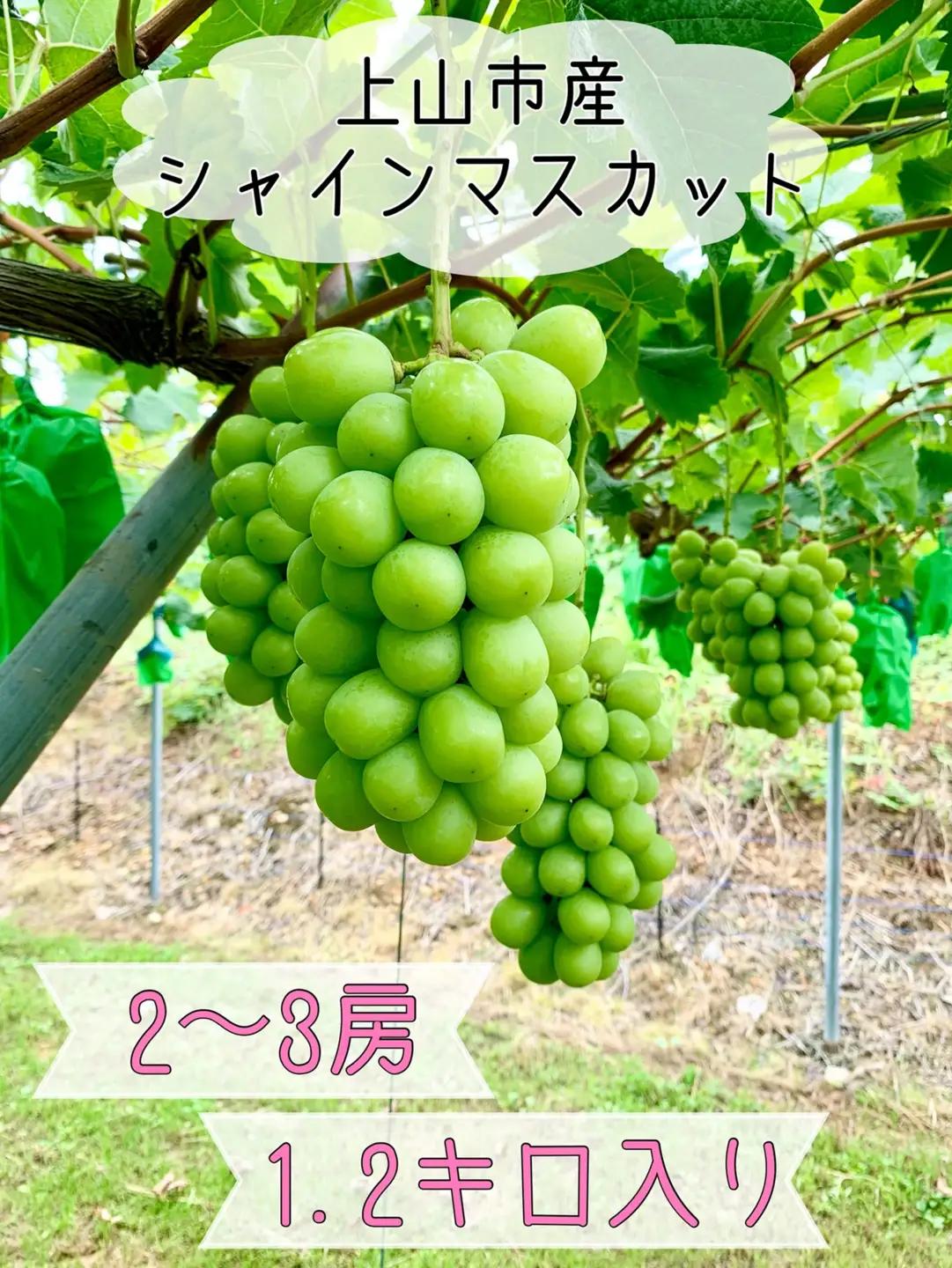 ぶどう（シャインマスカット）２～３房　合計１.２ｋｇ　0120-2602