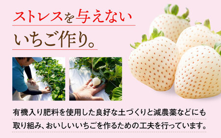 【先行予約】 佐賀県産白いちご 新品種 こころの色 220g×2パック / 佐賀県 / 鐘ヶ江農園[41ASBK003]