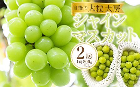 黒川農園 自慢 ! の 大粒 大房 シャインマスカット 2房 （1房 800g以上）｜  シャインマスカット