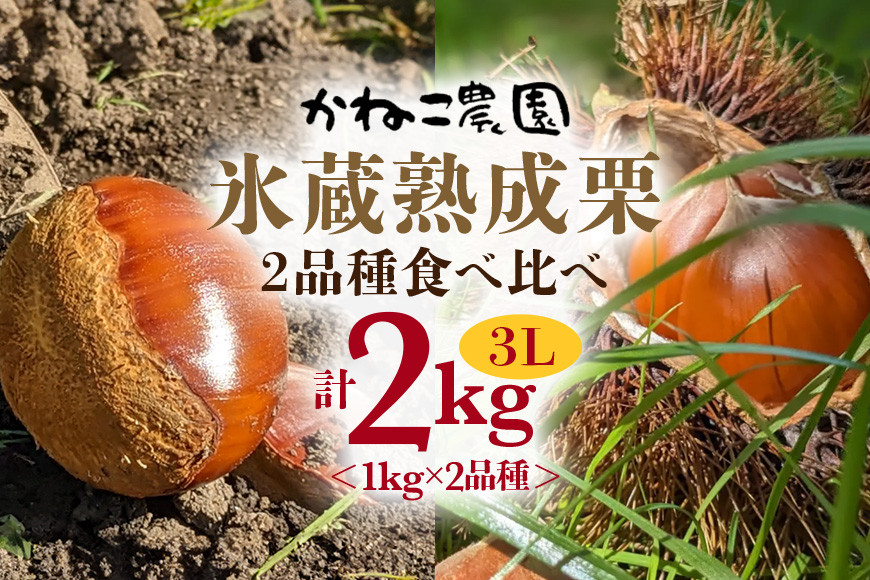 
                  【2026年先行予約】 笠間の栗・かねこ農園の氷蔵熟成栗 食べ比べ1kg×2品種（3L） 栗 クリ くり 生栗 茨城県 笠間市 ＜9月上旬～1月に順次発送予定 12月31日まで受付＞
                