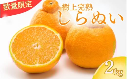 【先行予約】【数量わずか】樹上完熟しらぬい（不知火） 約2kg(6個) 秀品 2026年2月末～2026年4月中頃に順次発送予定（お届け日指定不可）/ 和歌山 みかん しらぬい 不知火 フルーツ 柑橘 蜜柑 果物 くだもの【kgr005】