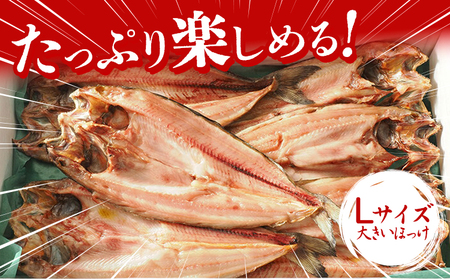 北海道産 特大 真ほっけ 一夜干し 6枚 肉厚 脂のり抜群
