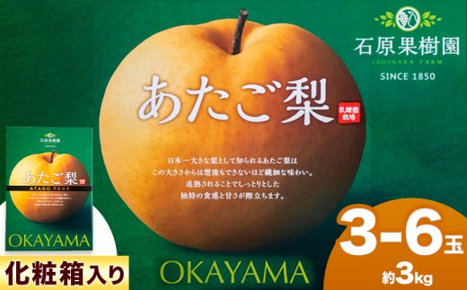 梨 愛宕梨 あたご梨 3～6玉（約3kg） 化粧箱 石原果樹園 赤秀 《11月中旬-12月下旬頃より発送予定》岡山県 浅口市 梨 なし 果物 フルーツ くだもの あたご