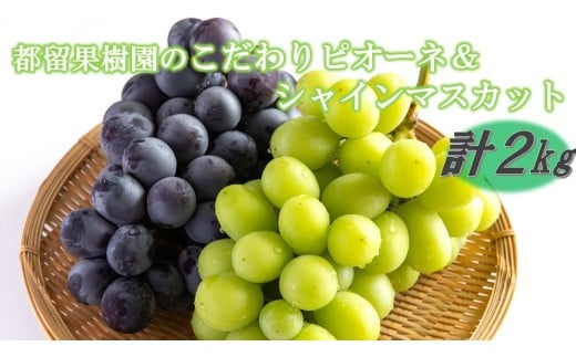 【数量限定】令和7年発送/都留果樹園のこだわりピオーネ＆シャインマスカット計2kg_2594R
