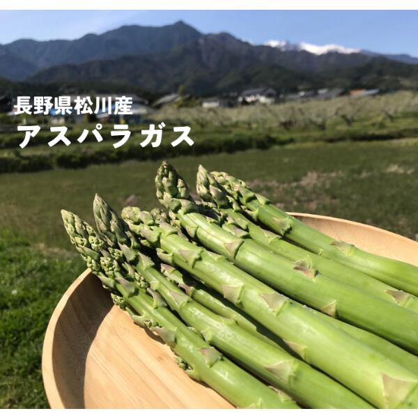 【ふるさと納税】朝採りアスパラガス1キロ／2025年7月下旬～8月中旬頃出荷予定 国産 長野県松川町産　新鮮 アスパラ 春アスパラ 夏アスパラ KY01
