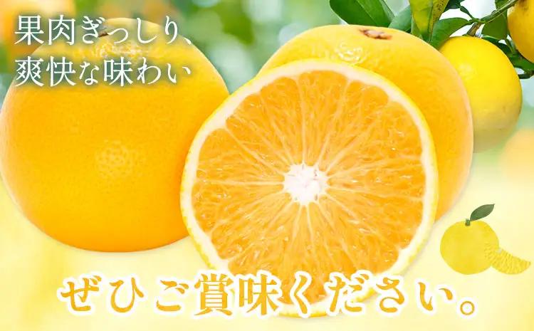 八朔 約10kg はっさく